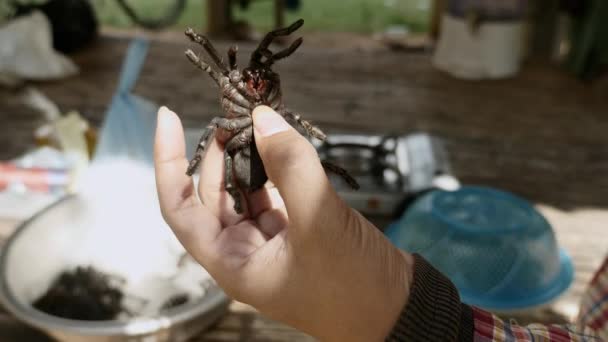 Frau tötet Vogelspinne, indem sie vor dem Kochen auf ihren Bauch drückt — Stockvideo
