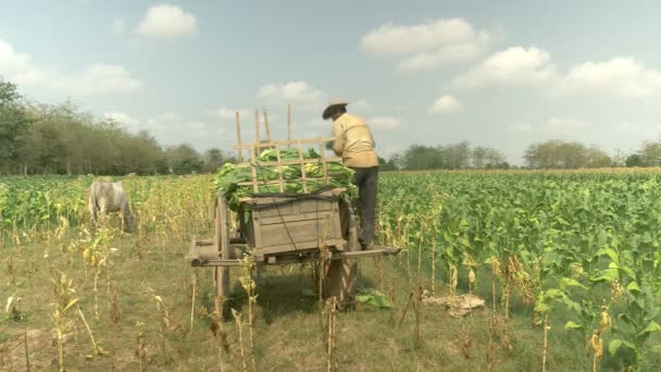 Farmer loading harvested tobacco leaves onto a wooden cart — Stock Video