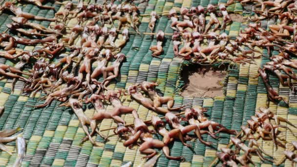 Gros plan mouches se nourrissant de petites grenouilles mortes sur des brochettes de bambou séchant sur un tapis — Video