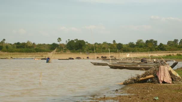 Pescador captura de camarones con una red de esclavos de pesca en un lago, mientras que una manada de búfalos sale del agua como telón de fondo — Vídeo de stock