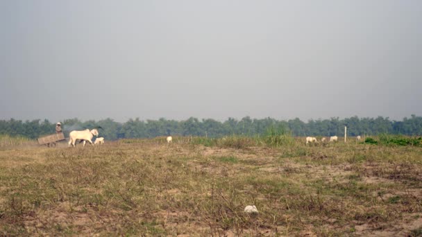 Vista a distanza di un agricoltore che cavalca un carro di buoi attraverso il campo — Video Stock