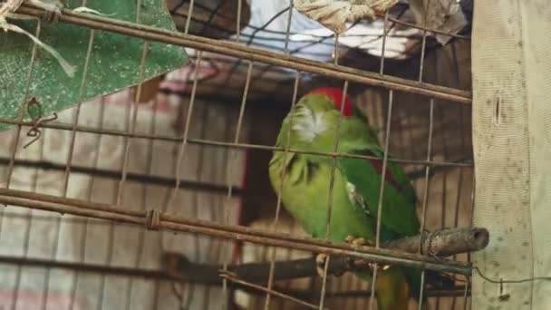 Pappagallo in una gabbia fuori durante una giornata ventosa (close up ) — Video Stock