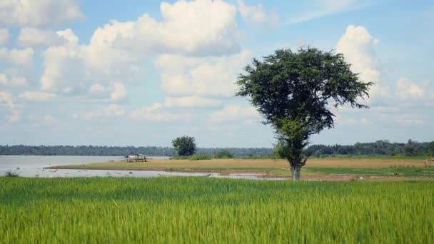 Risone verde nel vento con un lago sul fondo — Video Stock