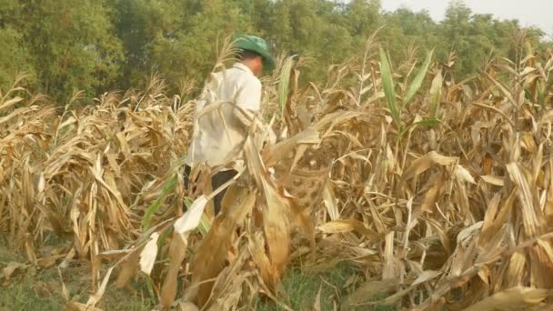 Farmer picking corn by hand and using a bamboo basket to carry it — Stock Video