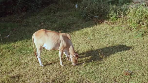밭에서 방목하는 라이트 브라운 암소(어린 소) — 비디오