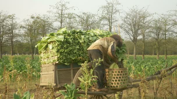 Landwirt lädt geerntete Tabakblätter auf einen Holzwagen — Stockvideo