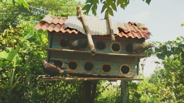 (Yakın çekim ağaçlarıyla çevrili güvercin evi) — Stok video