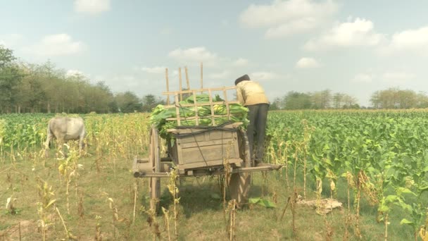 Agricultor cargando hojas de tabaco cosechadas en un carro de madera — Vídeo de stock