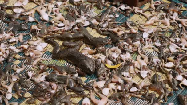 Gros plan de mouches se nourrissant de grenouilles mortes, se desséchant sur un tapis — Video