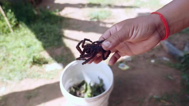 Primer plano de una tarántula frita — Vídeo de stock