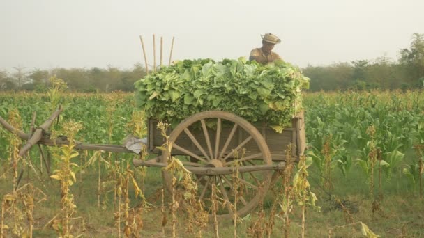 Фермер бере зібрані листя тютюну з бамбукового кошика і розміщує його на дерев'яному візку в тютюновому полі — стокове відео