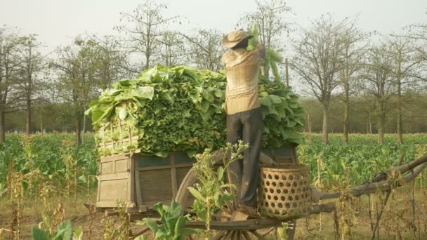 Landwirt lädt geerntete Tabakblätter auf einen Holzwagen und geht mit Korb zurück aufs Feld, um neue Blätter zu pflücken — Stockvideo