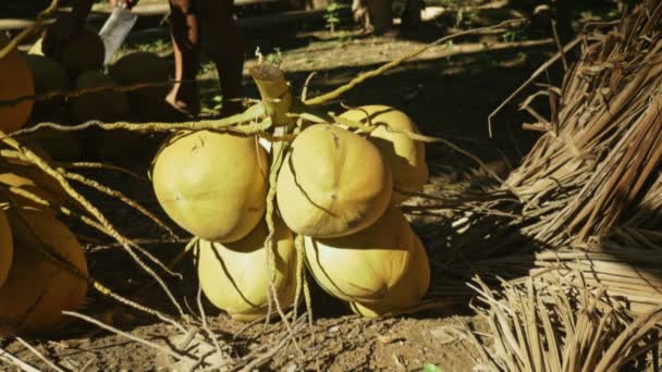 Csomó zöld friss kókuszdió helyezi a földön — Stock videók