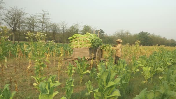 Agricultor cargando hojas de tabaco cosechadas en un carro de madera — Vídeos de Stock