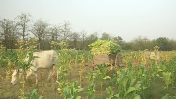 Drewniany wózek przeciążony z liści tytoniowych zebranych i dwie krowy pasące się w polu — Wideo stockowe