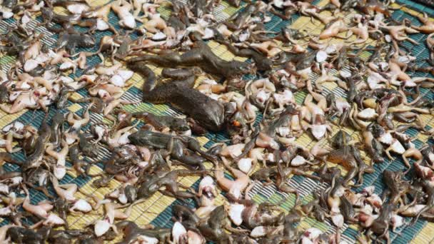 Gros plan de guêpes et de mouches se nourrissant de petites grenouilles mortes et de crapauds séchant sur un tapis — Video