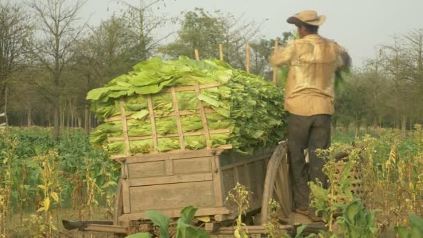 Agricultor que carrega folhas de tabaco colhidas em um carrinho de madeira — Vídeo de Stock