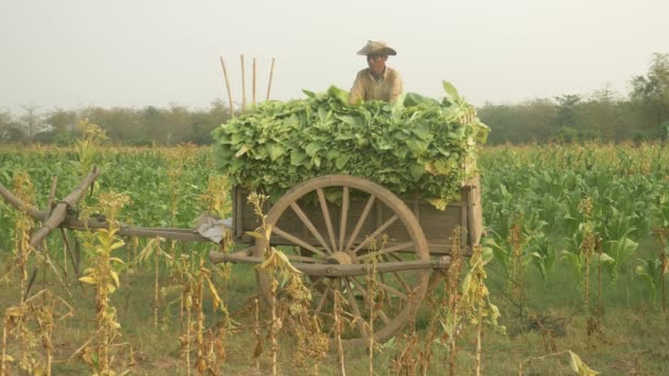 Agricultor cargando hojas de tabaco cosechadas en un carro de madera — Vídeos de Stock