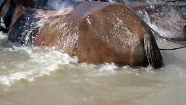 Primer plano del lavado de caballos en el río — Vídeos de Stock
