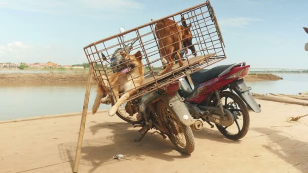 Wild dogs in a cage on the back of a To be transported