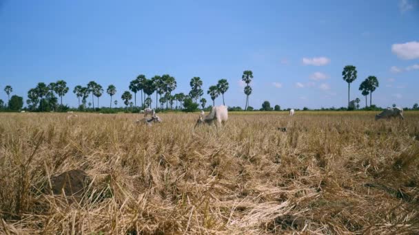 Weiße Kühe grasen auf einem trockenen Feld unter klarem Himmel — Stockvideo