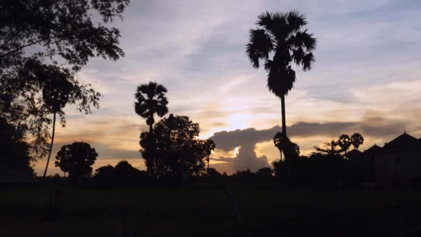 Silueta tropických palmových stromů v oblačné záři slunce — Stock video