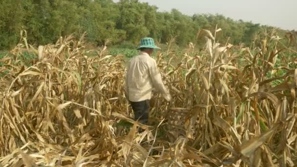 Фермер збирає кукурудзу вручну і кидає її в бамбуковий кошик — стокове відео