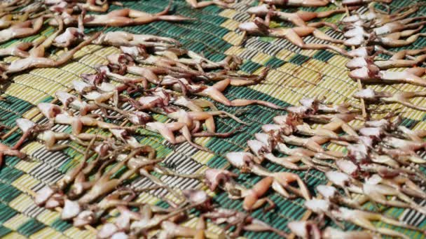 Gros plan mouches se nourrissant de petites grenouilles mortes sur des brochettes de bambou séchant sur un tapis — Video