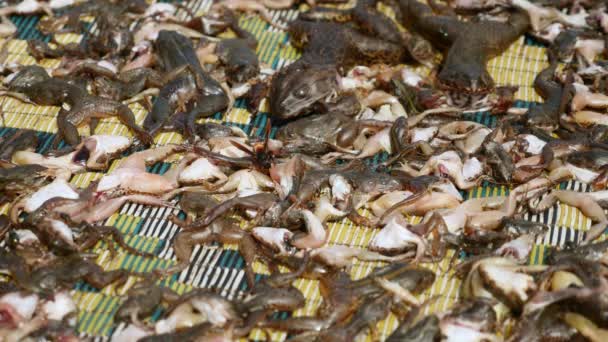 Close up of wasps and flies feeding on dead, small frogs and toads drying up on a mat — Stock Video