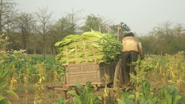 Farmer chargeant les feuilles de tabac récoltées sur un chariot en bois — Video