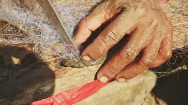 Close up em caçador de cobras cortando cabeça de cobra de água enredado — Vídeo de Stock