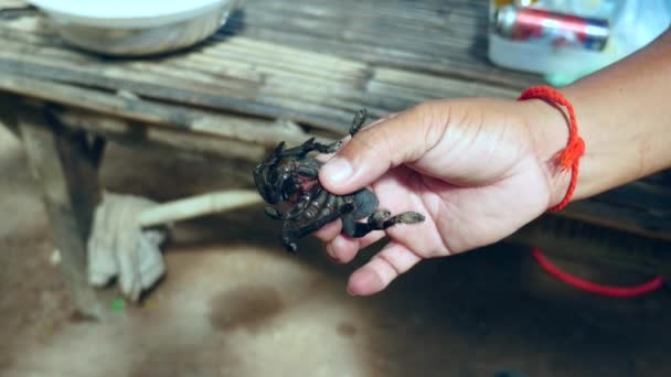 Woman killing tarantula before cooking by pressing hard on their abdomen — ストック動画