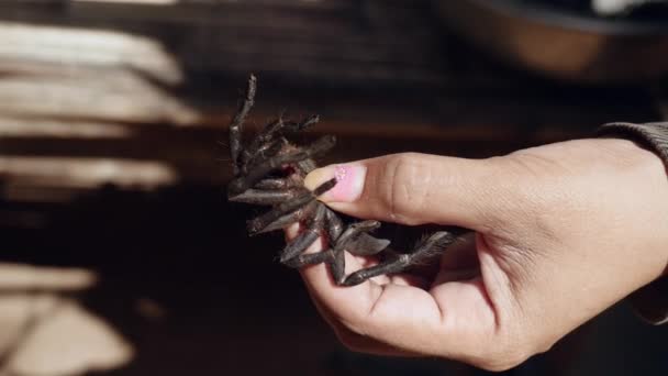 Woman killing tarantula before cooking by pressing hard on their abdomen — Stock video