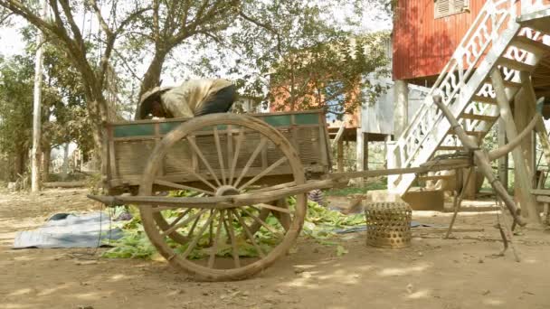 Fazendeiro de pé em sua carroça de madeira e tirando folhas de tabaco colhidas de sua carroça de madeira na frente de palafitas — Vídeo de Stock