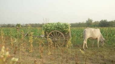 Hasat yükleme tütün ahşap sepeti gittikten sonra geri dönüş yeni tütün almak için geleneksel bambu sepet kullanarak alanında çiftçi el ile yaprakları