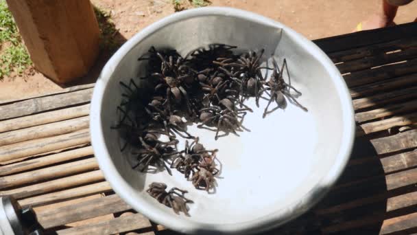 Wild caught tarantulas unable to climb out of a basin — Stock Video