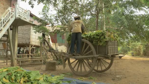 Granjero de pie en su carro de madera y tomando hojas de tabaco cosechadas de su carro de madera en frente de las casas de zancos — Vídeos de Stock