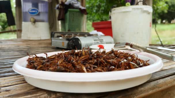Hromada smaženými kobylky v plastové nádobě — Stock video