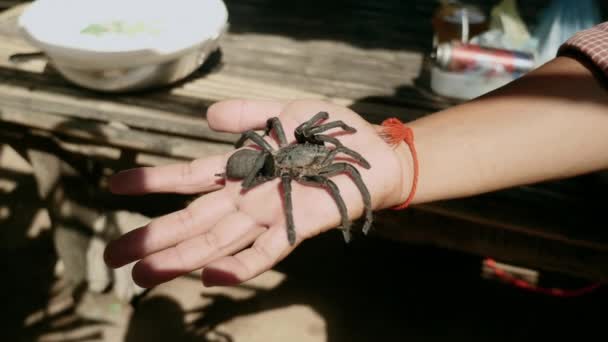 Крупный план живого тарантула, помещенного в ладонь — стоковое видео