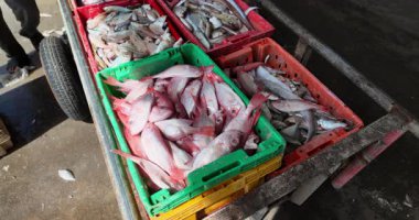 Karavana içi taze kırmızı levrek dolu plastik bir sandık yükleyen bir işçiye yaklaş..