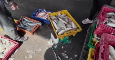 Taze kırmızı levrek, bir balıkçı limanında istiflenmiş sandıklarda tartılıyor..