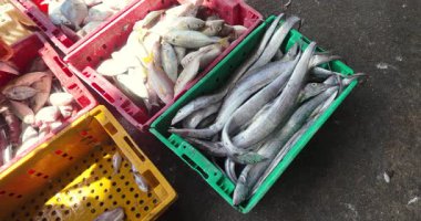 Uzun, gümüş kurdele balıklarıyla dolu yeşil bir sandık içinde çeşitli taze deniz ürünleri. (yavaş çekimde)