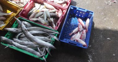 Uzun gümüş kurdele balığı ve küçük kırmızı levrek de dahil olmak üzere çeşitli taze balık türleri bir rıhtımda renkli plastik kasalara dizilmiştir. (ağır çekim )