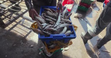 Bir balık rıhtımındaki karavana taze barakudalar taşıyan birini yakın çekim. (ağır çekim)