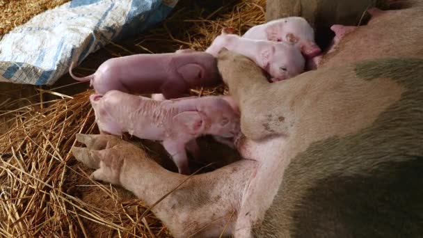 Newborn piglets fighting to suckle the sows teats and get milk