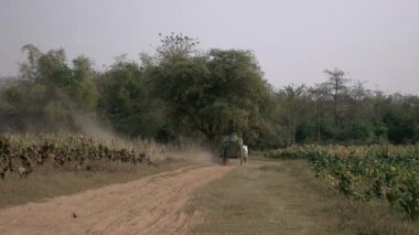 Arkadan görünüm bir çiftçi hasat tütün taşıyan bir kağnı sürüş ile tütün alanlar tozlu toprak yola bırakır