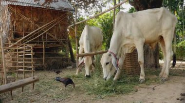 bir çiftlik avlusu iple bağladı ve çim yeme inekler 