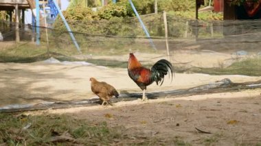 Horoz ve tavuk pirinç tohumu bir net üzerinden için cüce için yakın çekim