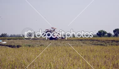 Pirinç bitkileri ve üzerinde uçan kuşlar sürüsü hasat birleştirmek