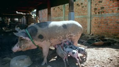 Sizi domuzlar domuz Tepedeki-eve altında hareket olduğu gibi emzikleri açgözlü